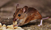 24 Hour & Emergency Exterminators in Windsor Mills, OH